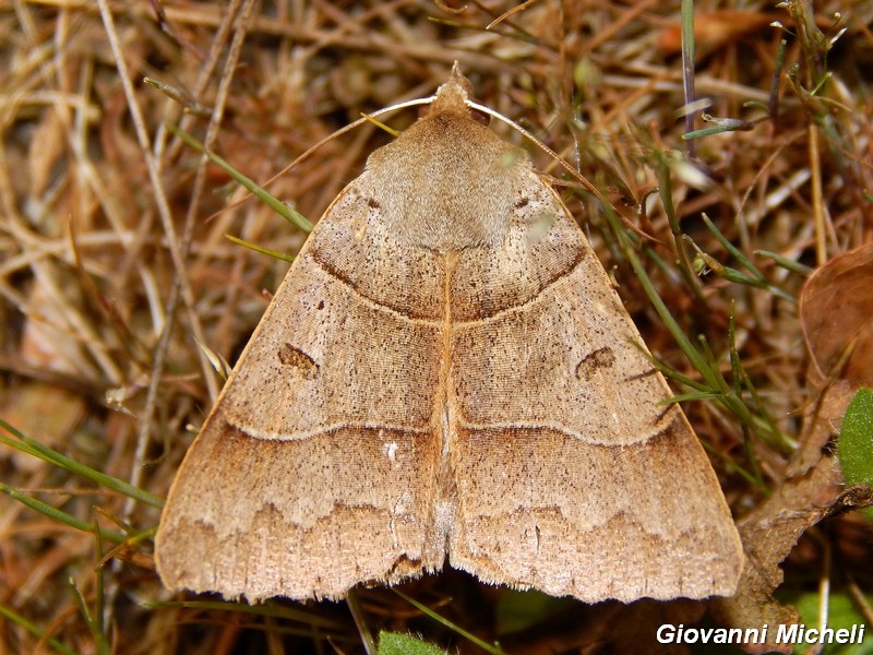 Minucia lunaris - Erebidae